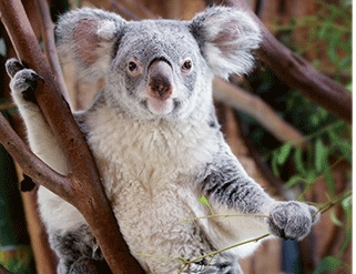 O Koala é o animal do mês O Koala é o animal do mês